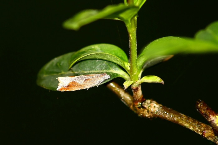Tortricidae: cfr. Ancylis geminana